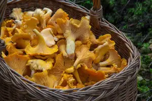 Mushrooms On Toast